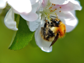 Hommelkast KLEINFRUIT Bombus + (90+)