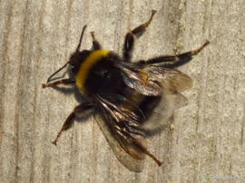 Hommelkast Bombus M (60+)