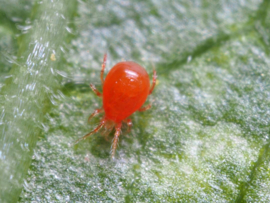 Roofmijt - Phytoseiulus Persimilis koker 10.000