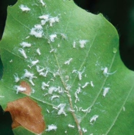 Adalia Bipunctata