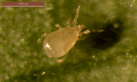 Neoseiulus Cucumeris emmer  250.000