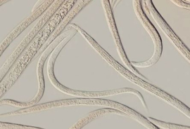 Heterorhabditis Bacteriophora x 1 miljard