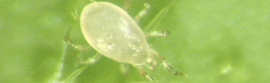 Amblyseius Swirskii-PLUS