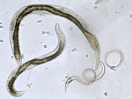 Steinernema Kraussei  x 50 miljoen