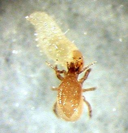 Stratiolaelaps scimitus emmer 125.000