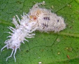 Cryptolaemus larven koker 1.000