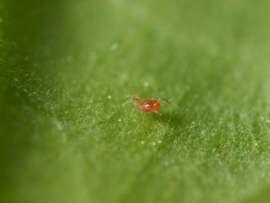 Roofmijt - Phytoseiulus Persimilis koker 10.000