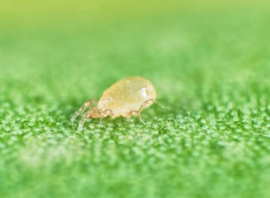 Neoseiulus Cucumeris emmer  250.000