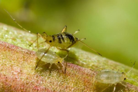 Adalia Bipunctata