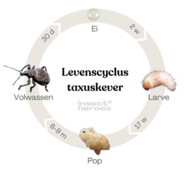 Steinernema Kraussei  x 50 miljoen