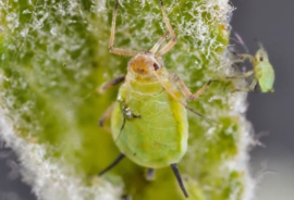 Adalia Bipunctata