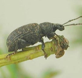 Steinernema Kraussei  x 50 miljoen