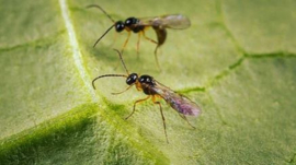 Aphidius Colemani koker 1.000