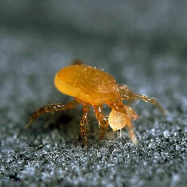 Stratiolaelaps scimitus koker 10.000
