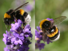 Hommelkast Bombus M (60+)