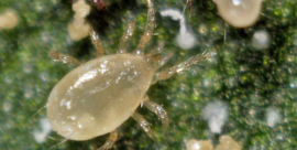 Amblyseius Andersoni - emmer 125.000