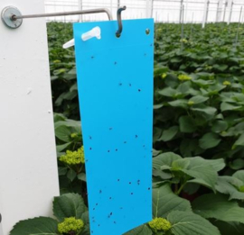 x 10 Vangplaat 10x20 blauw lijm (OP=OP)