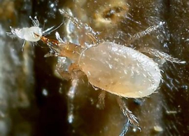 Stratiolaelaps scimitus emmer 125.000