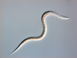Heterorhabditis Bacteriophora x 1 miljard