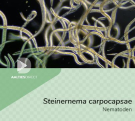 Steinernema Carpocapsae 1MJRD, genoeg voor 2000 m2.