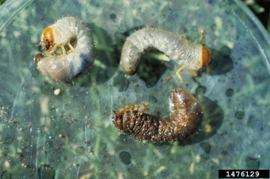 Heterorhabditis Bacteriophora x 50 miljoen