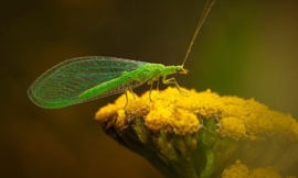 Chrysoperla Carnea Eggs 100.000 stuks