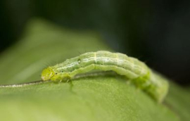 Steinernema Feltiae x 50 mlj.