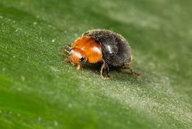 Cryptolaemus larven koker 1.000