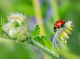 Adalia Bipunctata