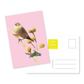 Vogel roze | Giny