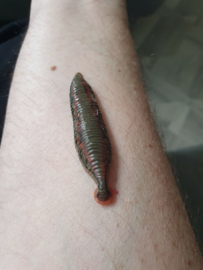 The Haunting of Bly Manor Original Screen Used Leech Movie Prop