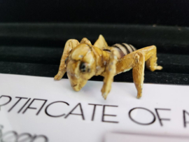 The Unborn 2009 Original Screen Used Bathroom Bug Insect Movie Prop