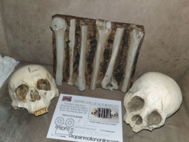Cursed Netflix Series Original Screen Used Skulls and Bones Prop