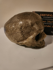 Supernatural (2005-2020) Original Screen Used Ritual Human Skull Movie Prop