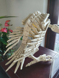 Hellfest Original Screen Used Dinosaur Bird Skeleton Figure Prop