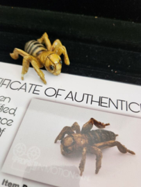 The Unborn 2009 Original Screen Used Bathroom Bug Insect Movie Prop