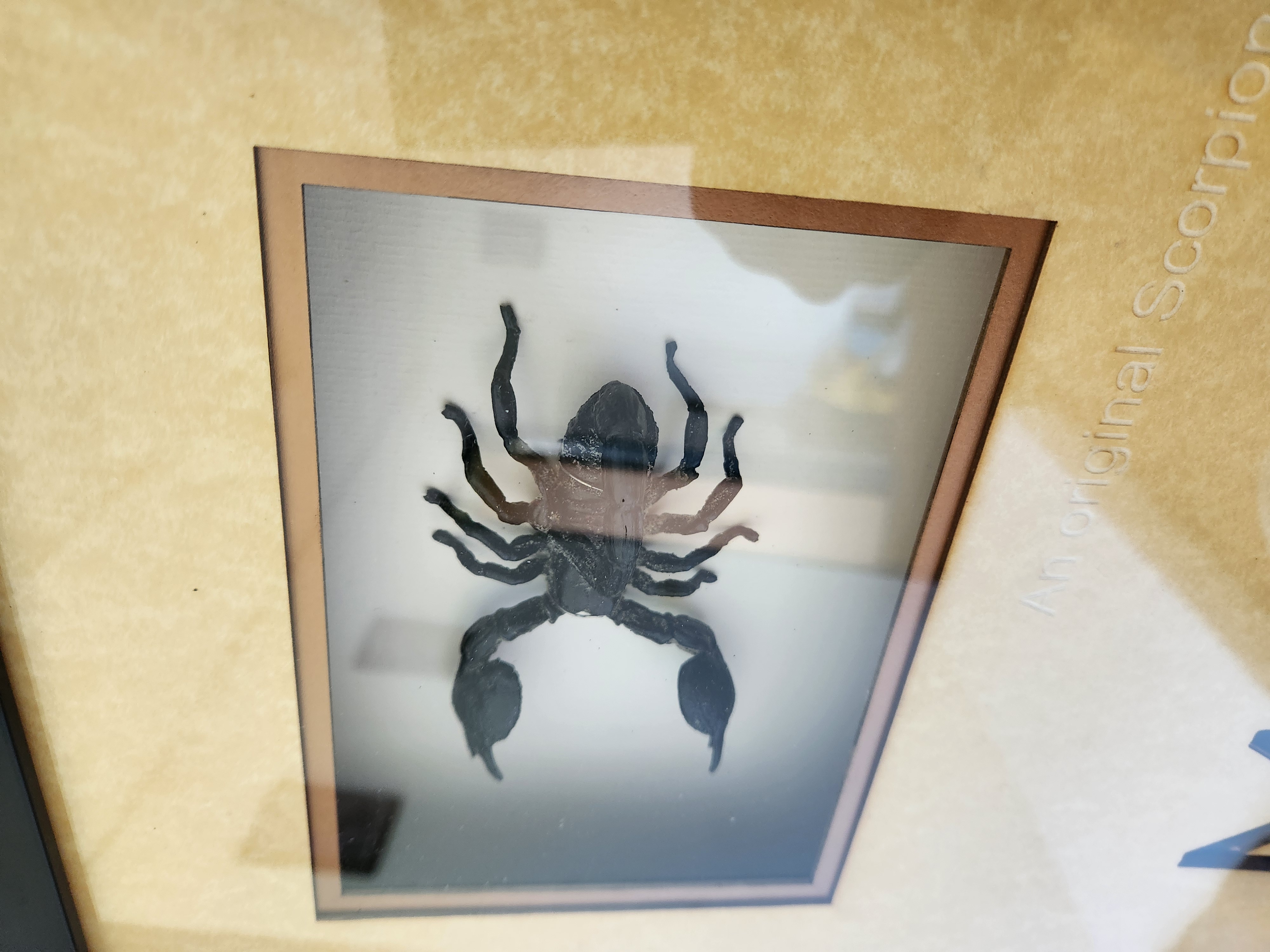 The Mummy Returns 2001 Original Screen Used Mummy Tomb Scorpion Frame Movie Prop