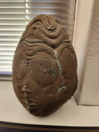 Alien vs Predator Original Production Used Alien Egg Movie Prop