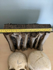 Cursed Netflix Series Original Screen Used Skulls and Bones Prop