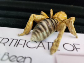 The Unborn 2009 Original Screen Used Bathroom Bug Insect Movie Prop