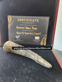 CBS ZOO TV Series 2015 Original Production Used Animal Horn Movie Prop