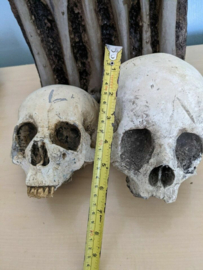 Cursed Netflix Series Original Screen Used Skulls and Bones Prop