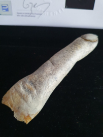Wes Craven Pulse Original Screen Used Dead Finger Movie Prop