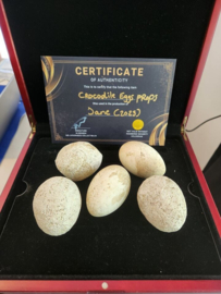 Apple TV Jane 2023 Original Screen Used Crocodile Eggs Prop Set