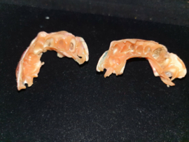 Van Helsing TV Show Original Screen Used Vampire Teeth MovieProp