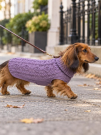 Tqel sweater  s m l teckel  maltipoo chihuahua york