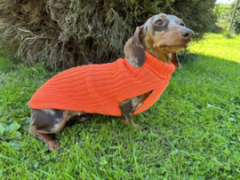 Sweater new collection teckels orange ruglengte 