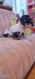 Fifi TECKY teckel regenjas ruglengte 33-36-39-43-47 zacht roze kleur PELS BINNEKANT