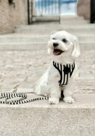 Barcelona harnas + riem stripes medium