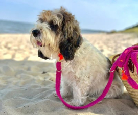 NEW Pellina leiband hot pink cozy love winter 2025 City leash 120 cm